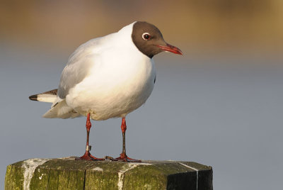 Black-Headed-Gull-London EX 63686