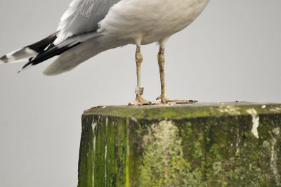 Common-gull Forgot to zoom out..