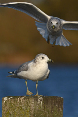 Common-gull-second-winter-nov-2014-grou-Holland-2.jpg