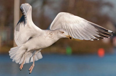Yellow-legged-gull third winter-grou-holland.jpg