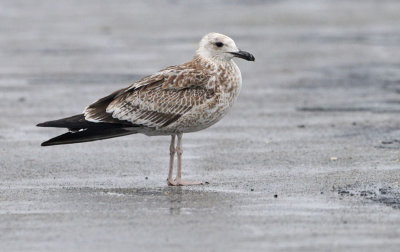 caspian-gull-juv-into-first-winter-nov-2014-.jpg