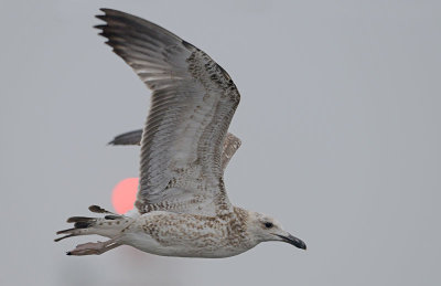 caspian-gull-juv-into-first-winter-nov-2014-2-.jpg