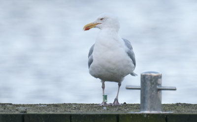 Herring Gull groen J