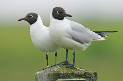 Black-Headed-gull-56011.jpg