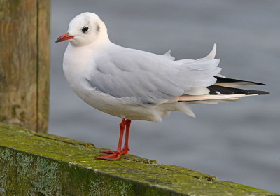 Black-headed-gull-pink-nov-2014-holland.jpg