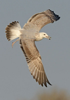 Most-likely Caspian gull-nov-2014-holland 