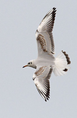 Black-headed-gull-atypical-tail-nov-2014-holland.jpg