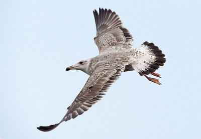 Caspian-Gull-nov-2014-holland-2nd-winter.jpg