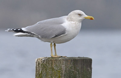 -Herring-gull-ad-winter-nov-holland-2014.jpg