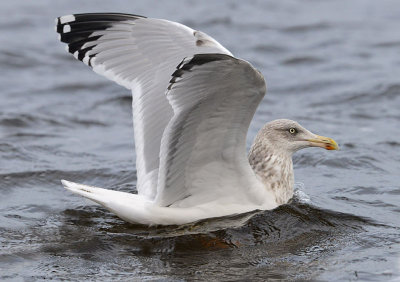 4th-winter-herring-gull-nov-2014-holland.jpg