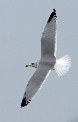 Yellow-legged-gull-fourth-winter-grou-holland-2014-nov.jpg