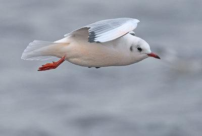 pink-black-headed-gull-nov-2014-grou-.jpg