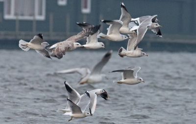 Caspian-gull-2nd-winter-common-and-black-headed-gulls-holland-nov-2014.jpg