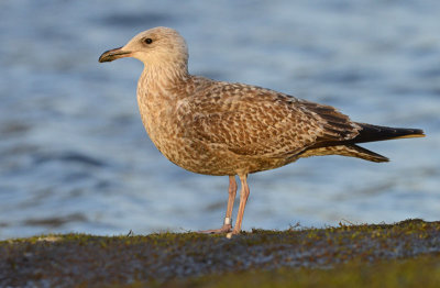 herring-gull 4404932