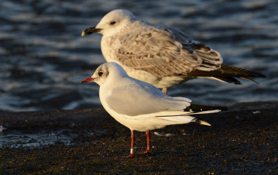black-headed-gull-3612725.jpg