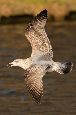 Herring-gull-jan-2nd-winter.jpg
