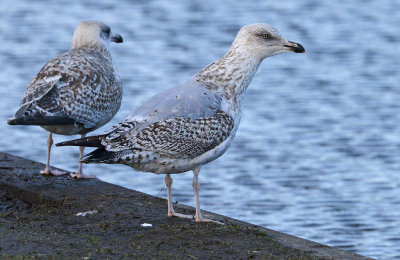 Herring-gull-2nd-winter-jan-4-2015.jpg