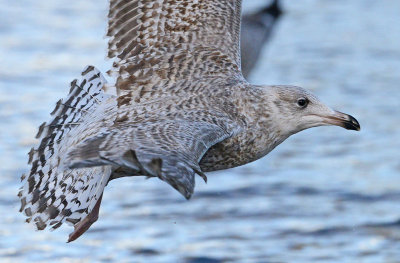 herring-gull-a-typical-tail-nr-2-2015.jpg