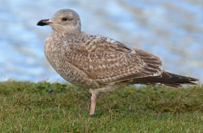 Herring-gull-4407164.jpg