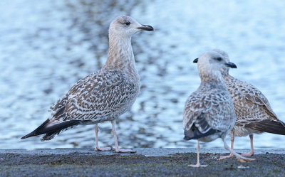 herring-gull-a-typical-greater-coverts.jpg