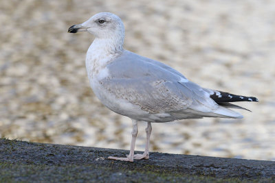 Herring-gull-jan-2015-ee-brug third winter