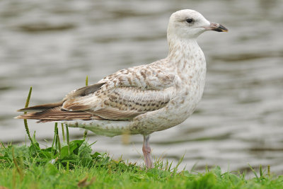 Herring-Gull-moulting-aug-2013-holland1.jpg