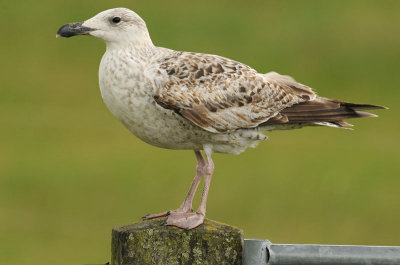 Great-black-backed-gull-first-into-first-summer-Holland.jpg