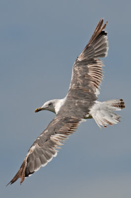 Lesser black backed gull  august 2013 leeuwarden holland moulting into adult.jpg