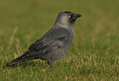 Noordse Kauw