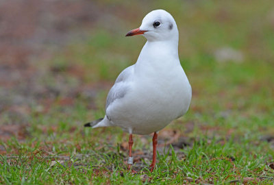 Kokmeeuw-Helgoland 5407121