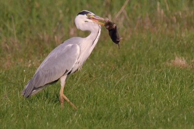 Blauwe-reiger-mol.jpg