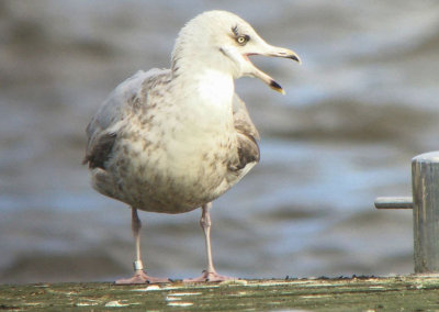 Zilvermeeuw-deen-42992 