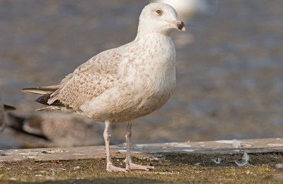 Zilvermeeuw-Helgoland-N113907.jpg