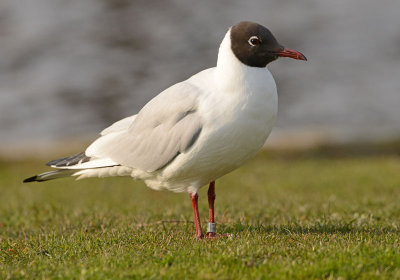 kokmeeuw-helgoland-5403432.jpg