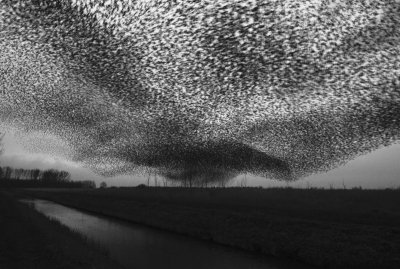 Spreeuwen slaapplaats vliegshow lauwersmeer 10.jpg