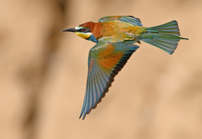 Bijeneter vlucht kleuren spanje Bee-eater flight.jpg