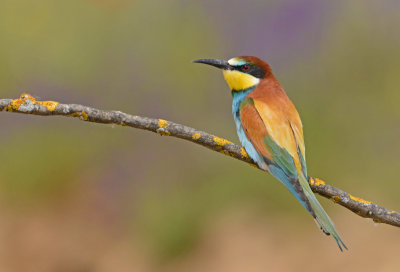 bee-eater colorful