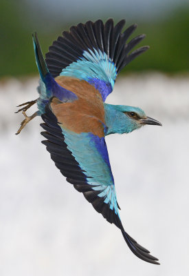 roller in flight.jpg