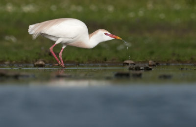 Koereiger