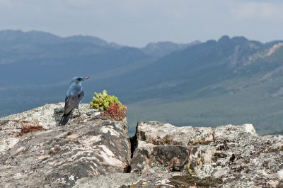 Rotslijster in landschap.jpg