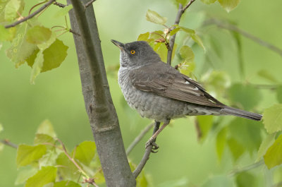 Sperwergrasmus barred warbler polen 2015.jpg