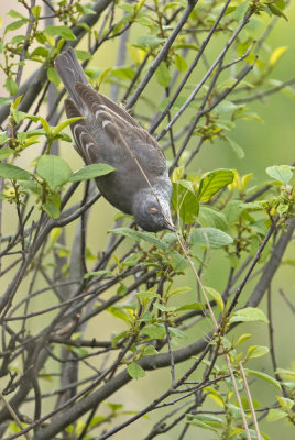 Barred warbler sperwergrasmus collecting nest material.jpg
