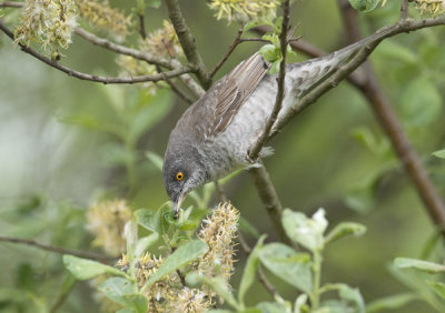 Barred warbler sperwergrasmus hunting for insects 2.jpg
