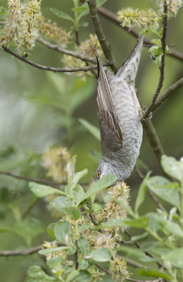 Barred warbler sperwergrasmus hunting for insects.jpg