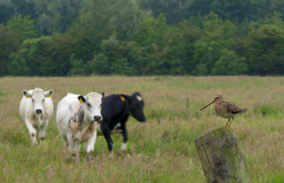 Watersnip in land met koeien.jpg