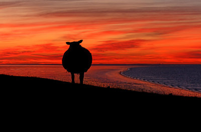 Schaap zon onder 1.jpg