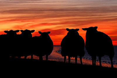 schaap zon onder 2.jpg