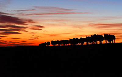 schaap zon onder 3.jpg