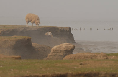 schapen zeedamp kwelder.jpg