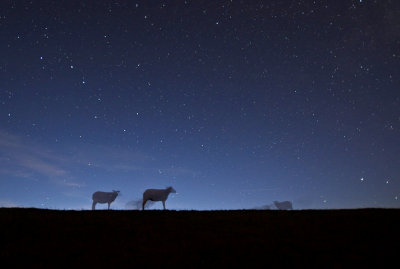 Schapen in de nacht.jpg